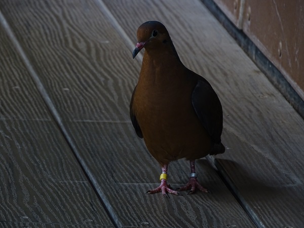 Socorro dove (Zenaida graysoni)