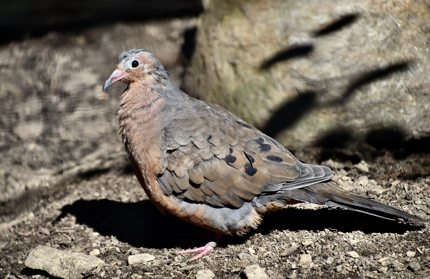 Socorro Dove (Zenaida graysoni)