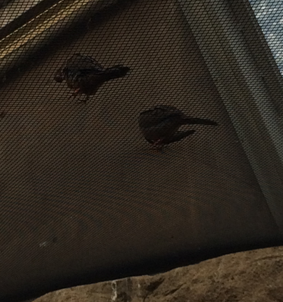 Socorro Doves on top of the netting