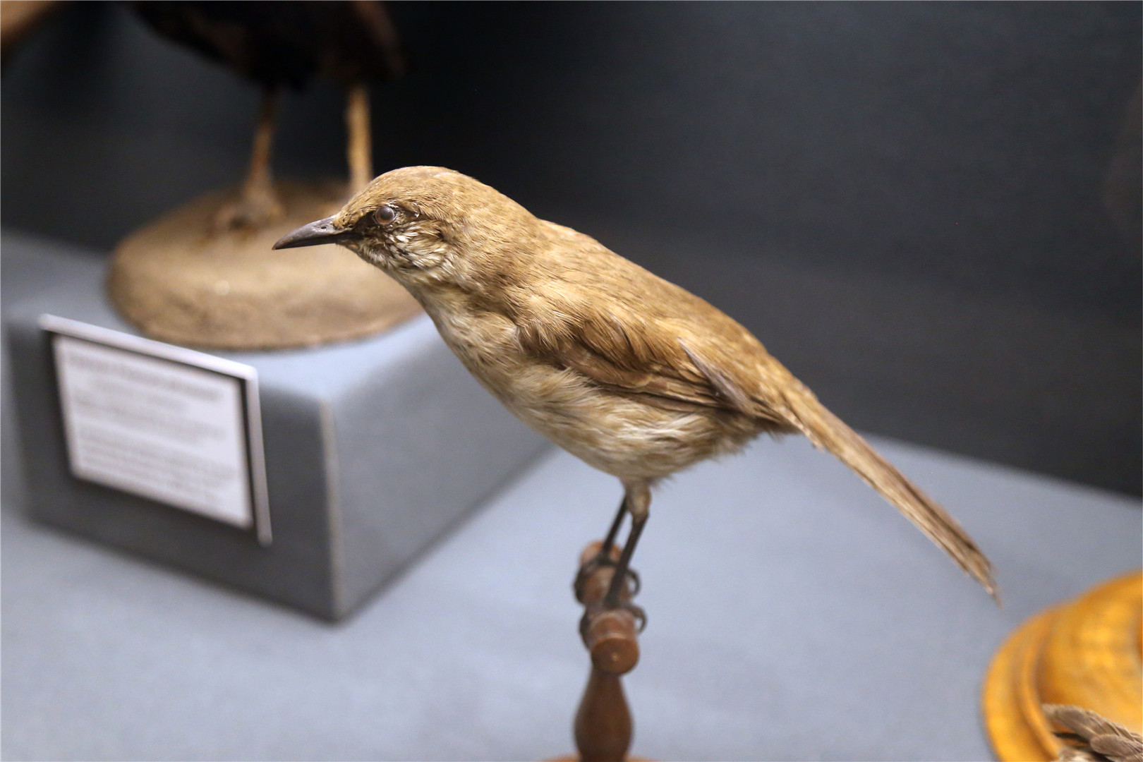 Socorro mockingbird (Mimus graysoni)
