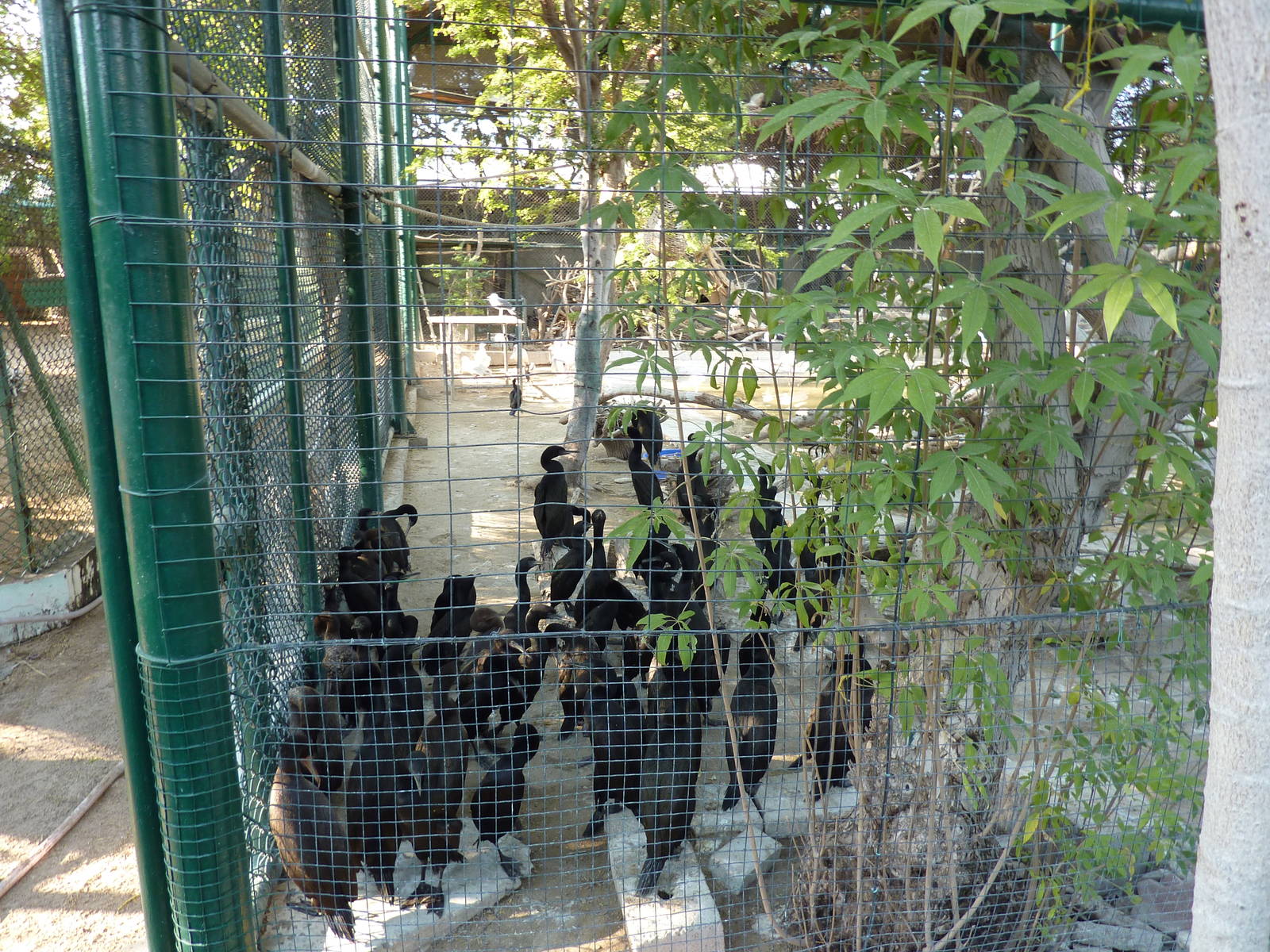 Socotra cormorant colony