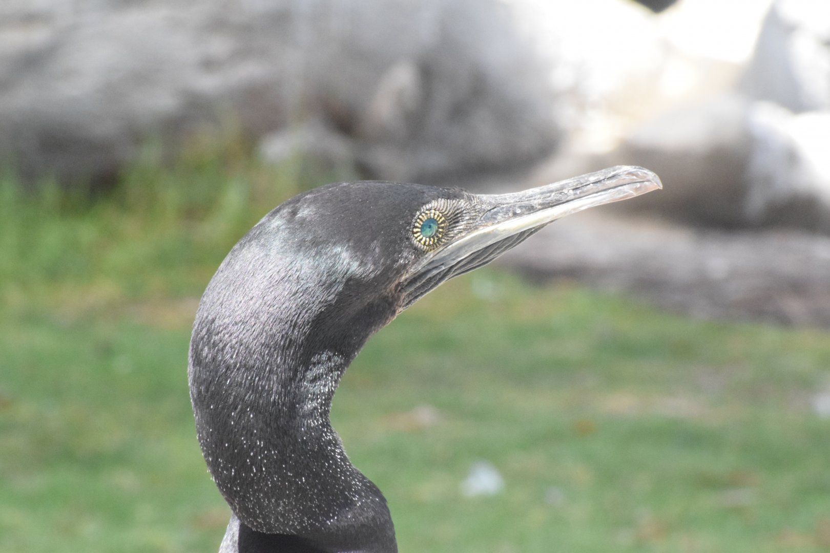 Socotra cormorant - Khor Kalba Mangroove Centre