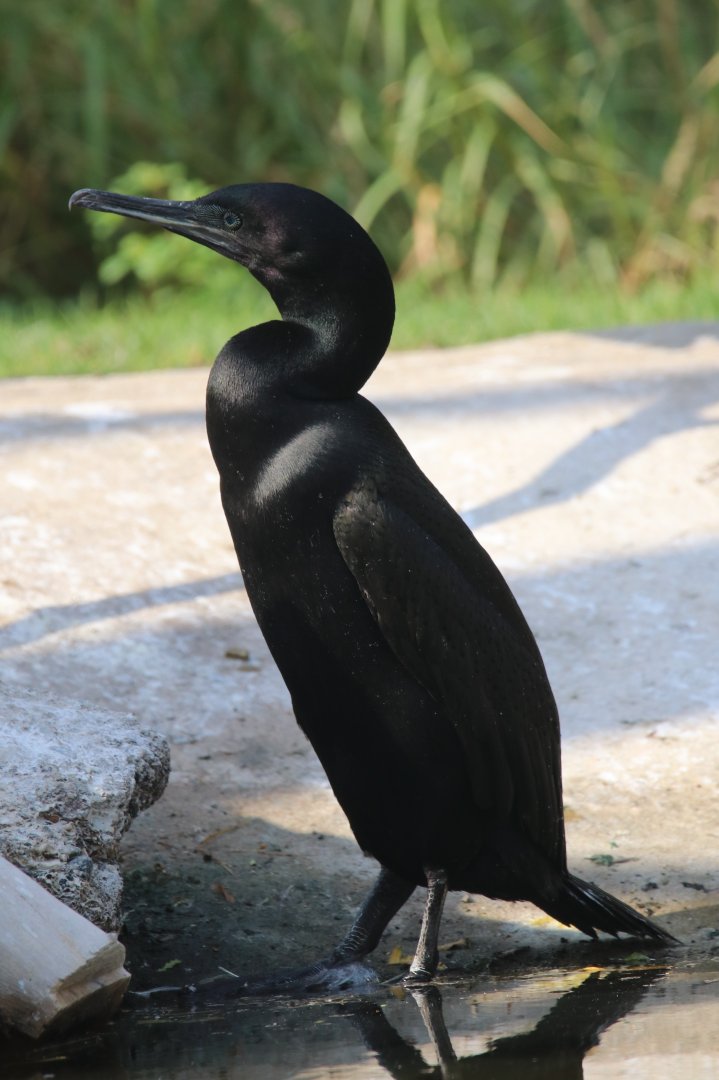 Socotra cormorant, Khor Kalba Mangroove Centre