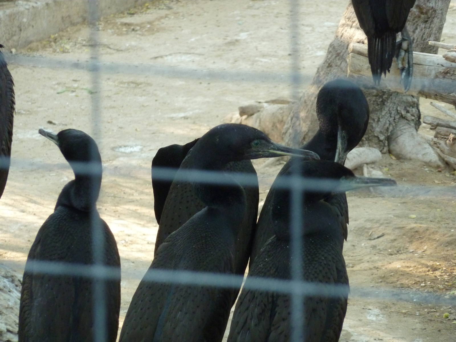 Socotra cormorants