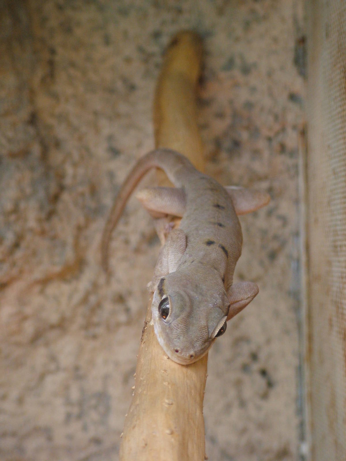 Socotra Gecko at Plzen, 25/05/10