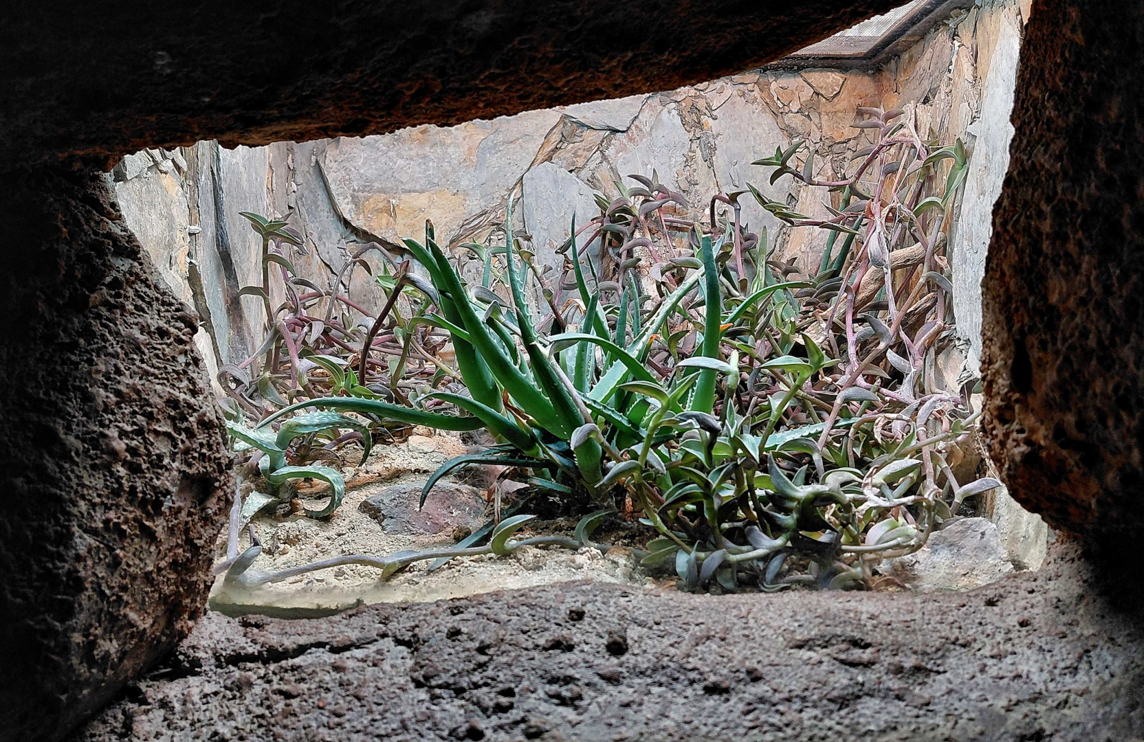 Socotra Island blue baboon exhibit