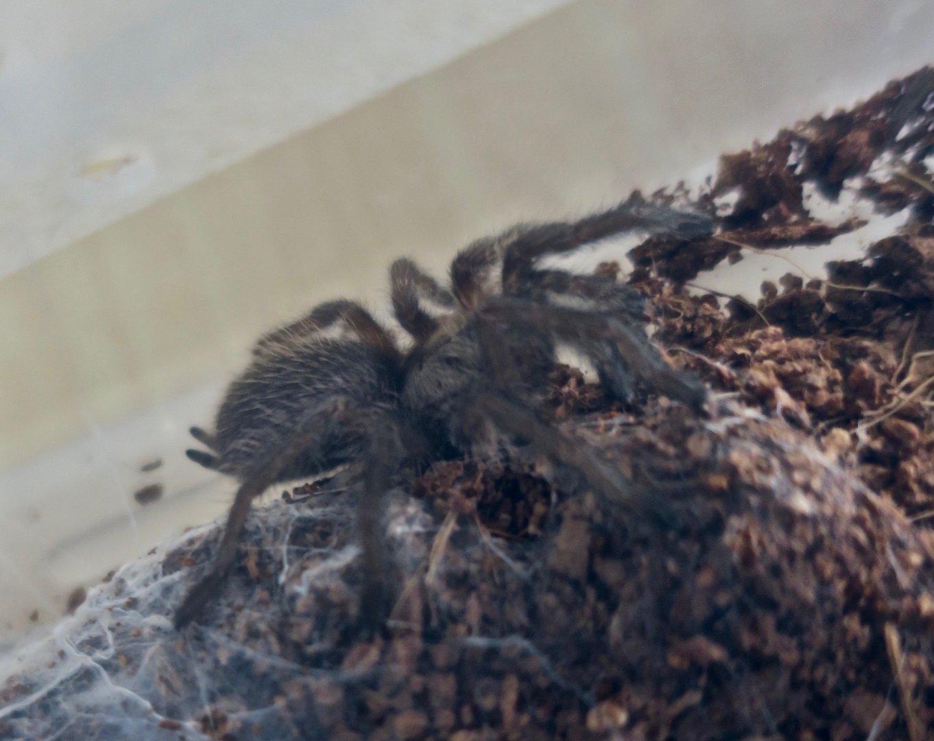Socotra Island Blue Baboon (Monocentropus balfouri) spiderling