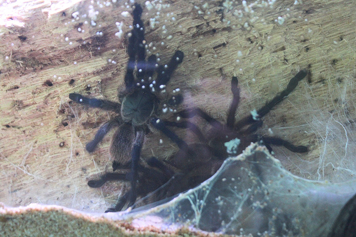 Socotra Island blue baboon tarantula (Monocentropus balfouri) - Aviary Park