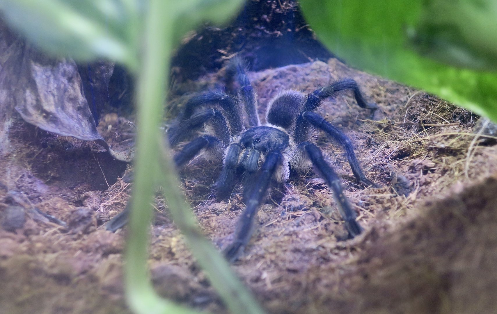 Socotra Island Blue Baboon Tarantula (Monocentropus balfouri)