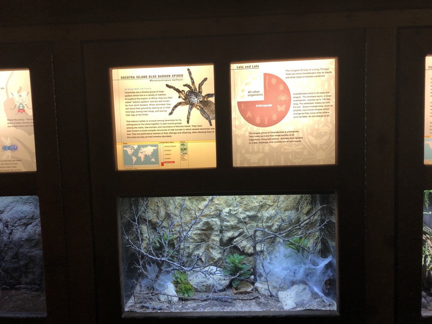 Socotra Island Blue Baboon Tarantula