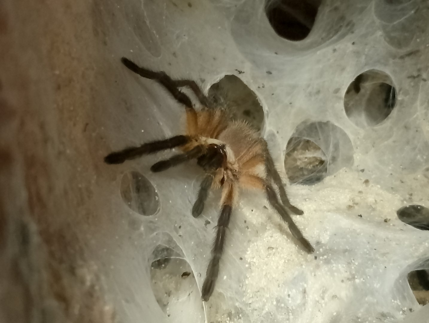 Socotra Island blue baboon tarantula