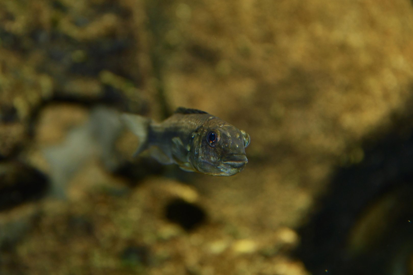 Soda cochlid (Alcolapia alcalica)