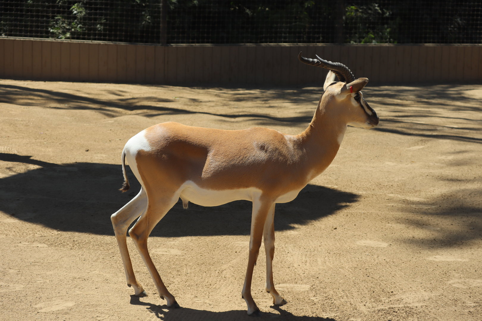 Soemerring's Gazelle