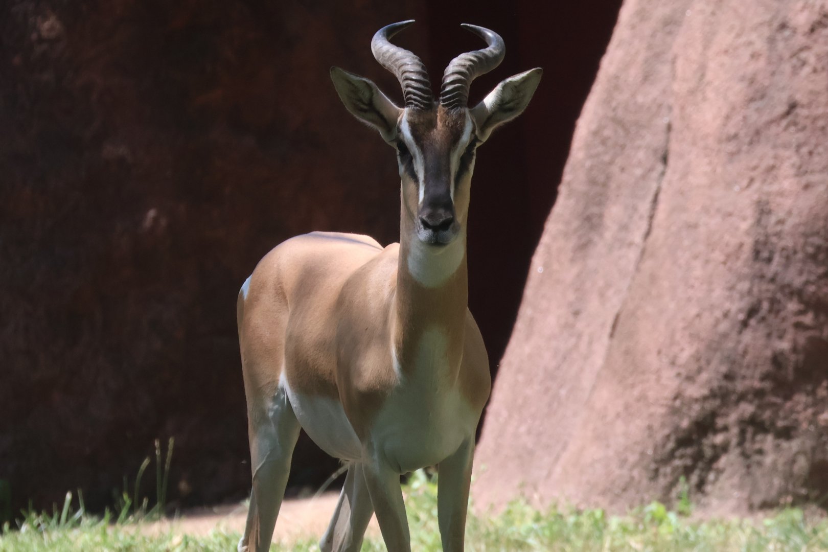 Soemerring's gazelle