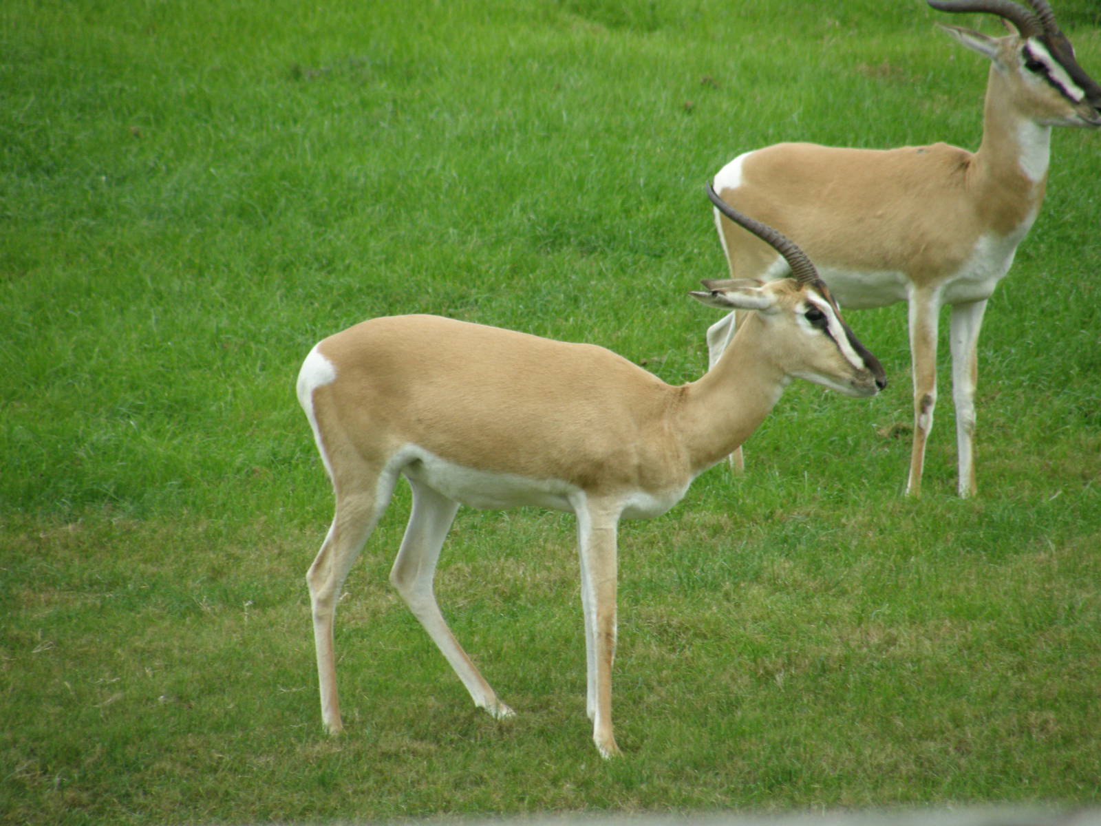 soemmering gazelle