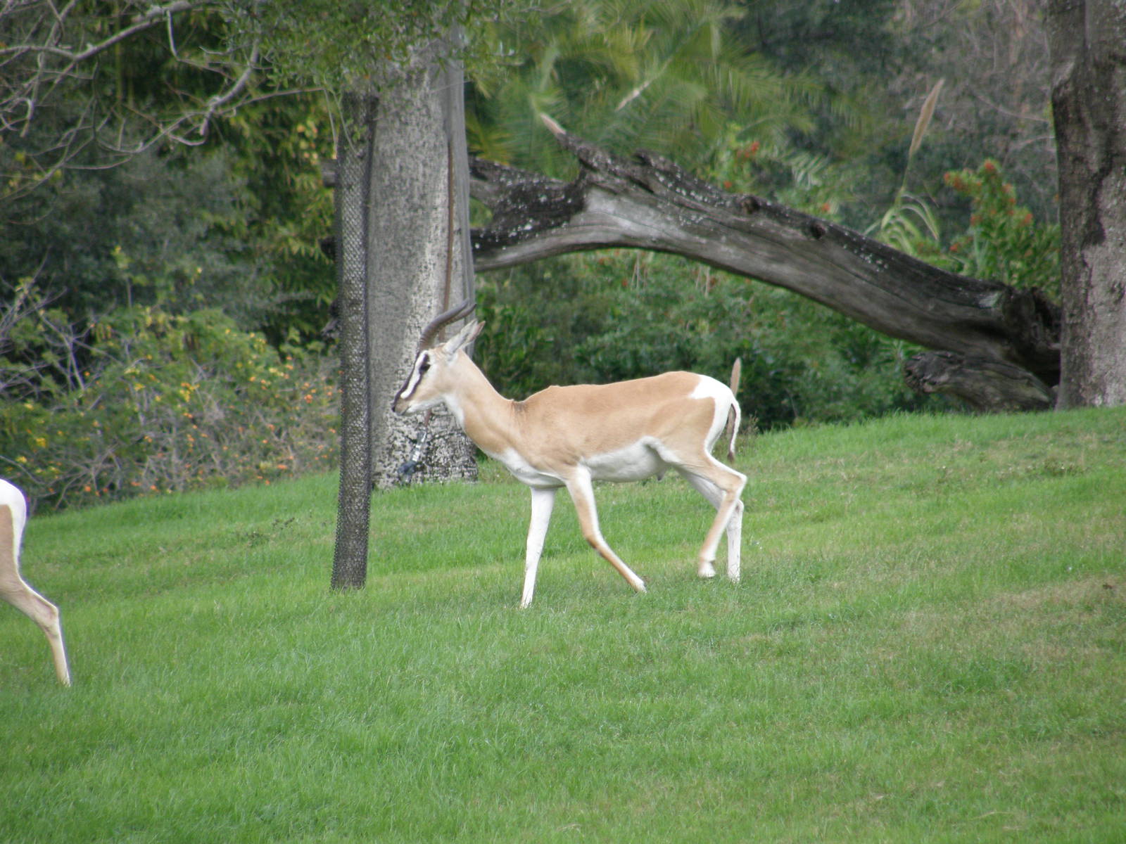 soemmering gazelle