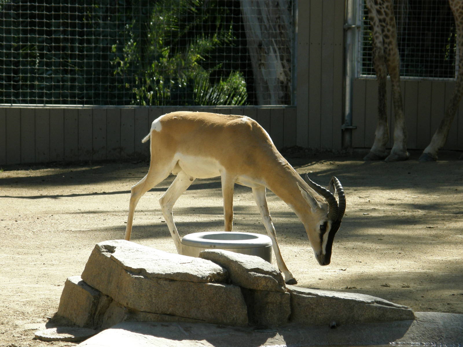 soemmering gazelle