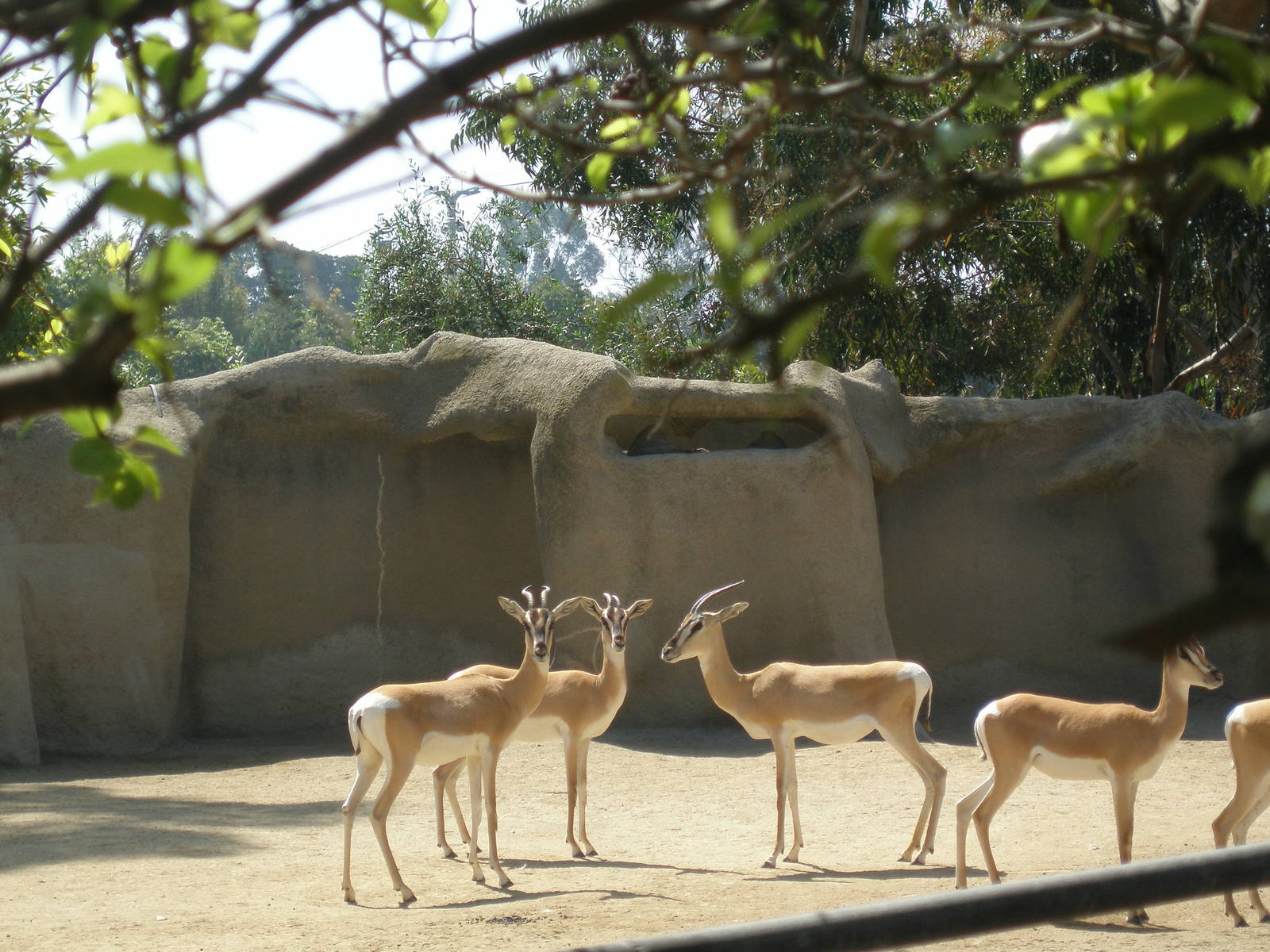 soemmerings gazelle 05