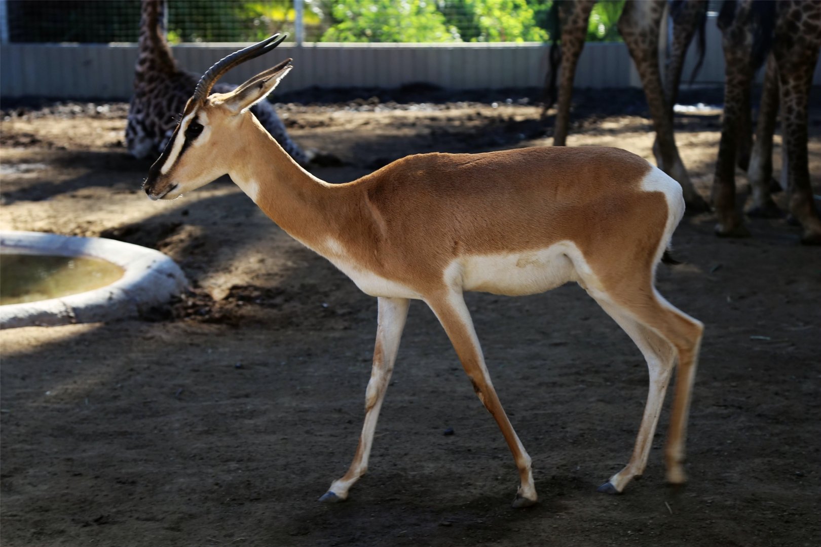 Soemmering's Gazelle (Nanger soemmerringii)