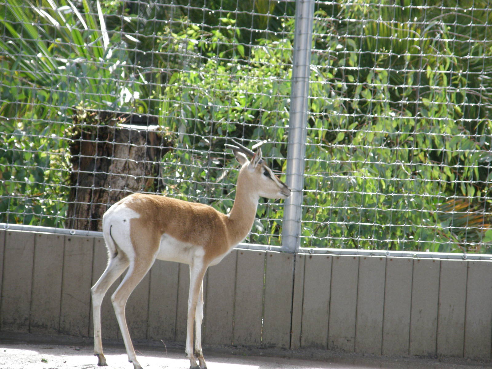 soemmerings gazelle
