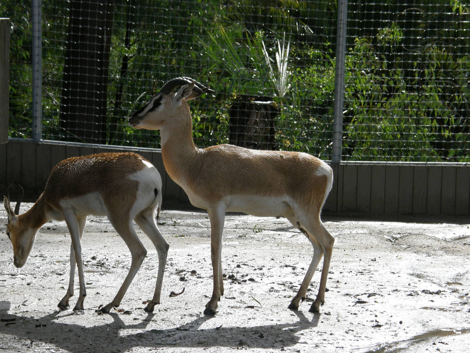 soemmerings gazelle