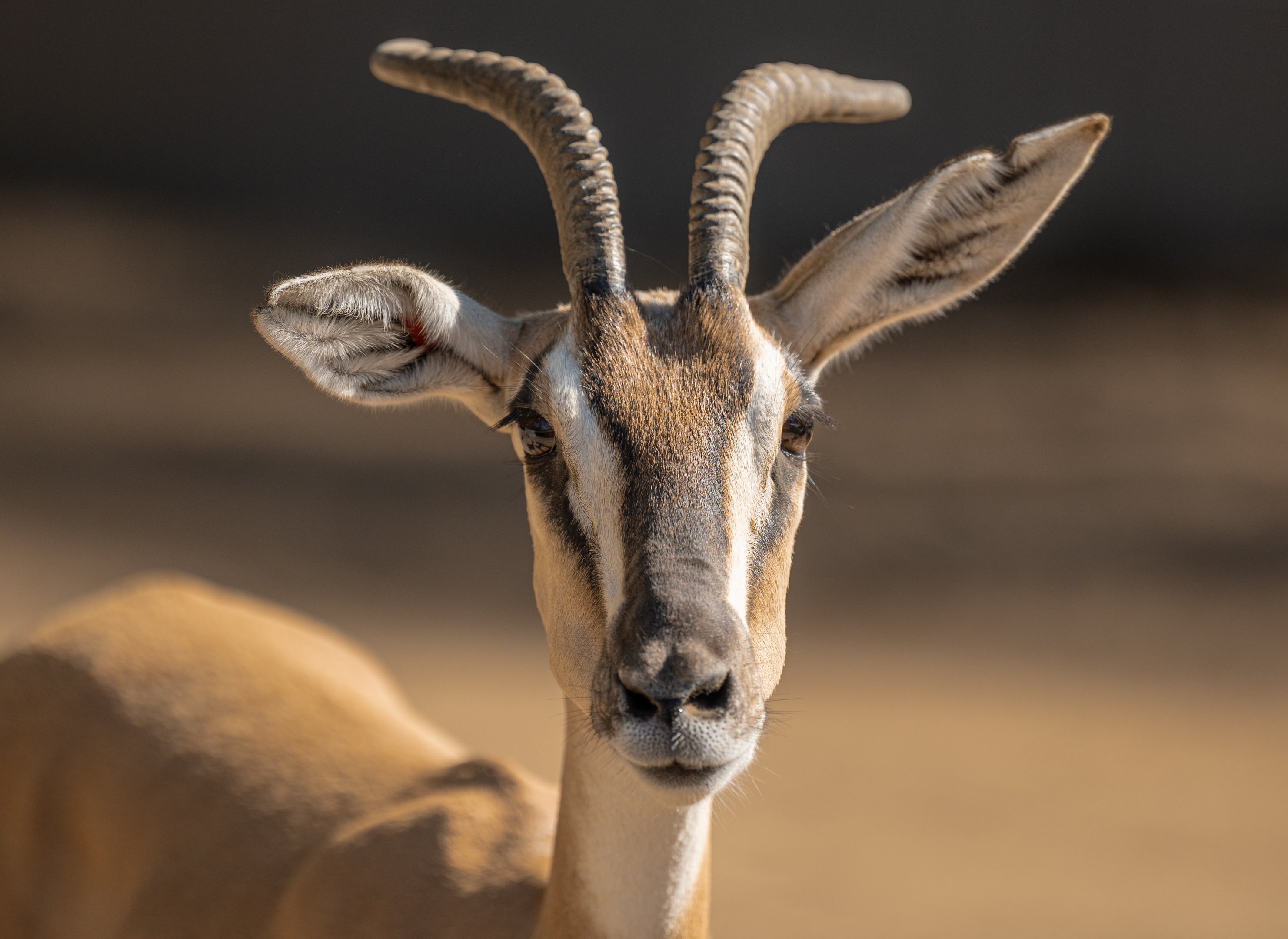 Soemmering’s Gazelle