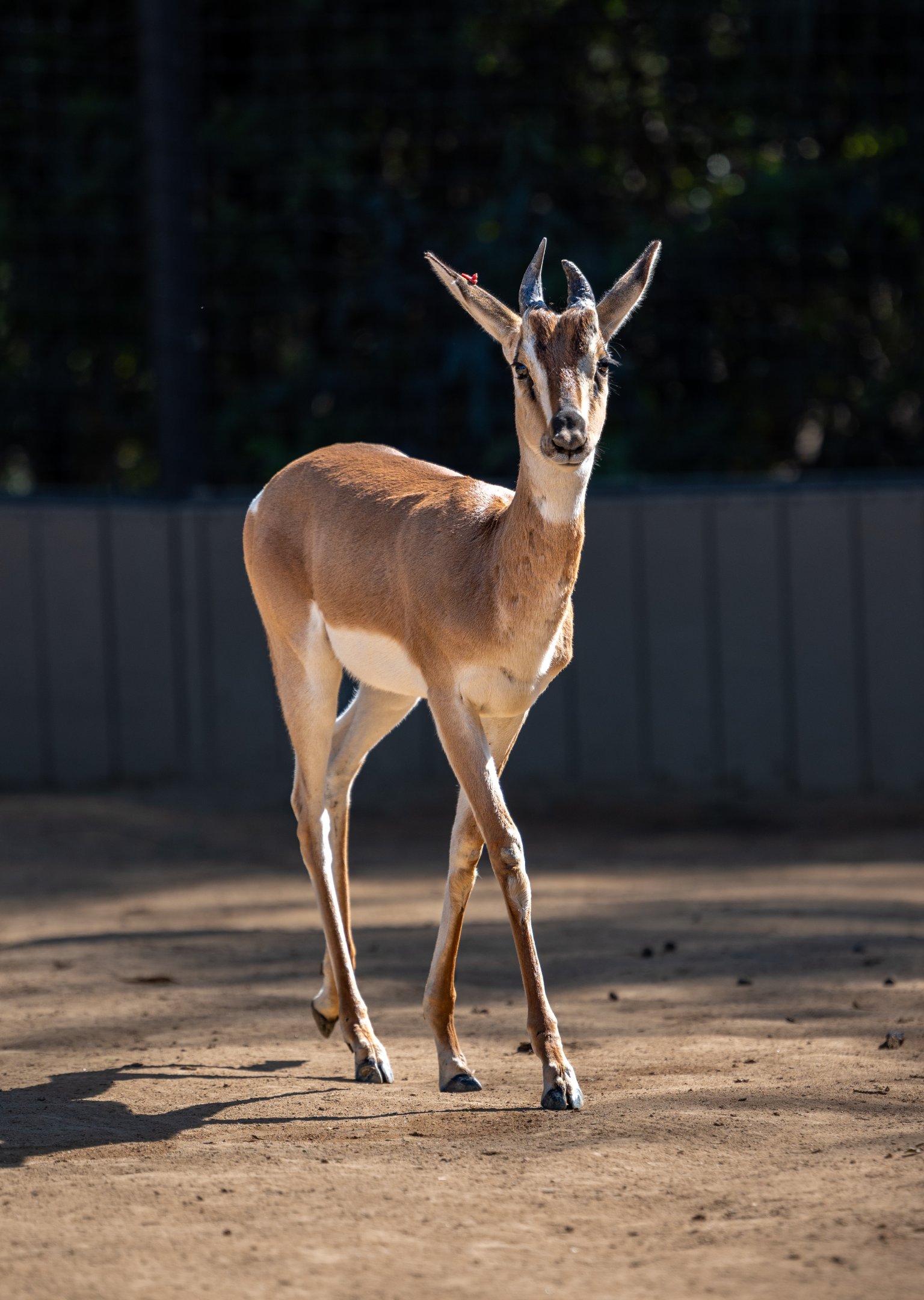 Soemmering’s Gazelle