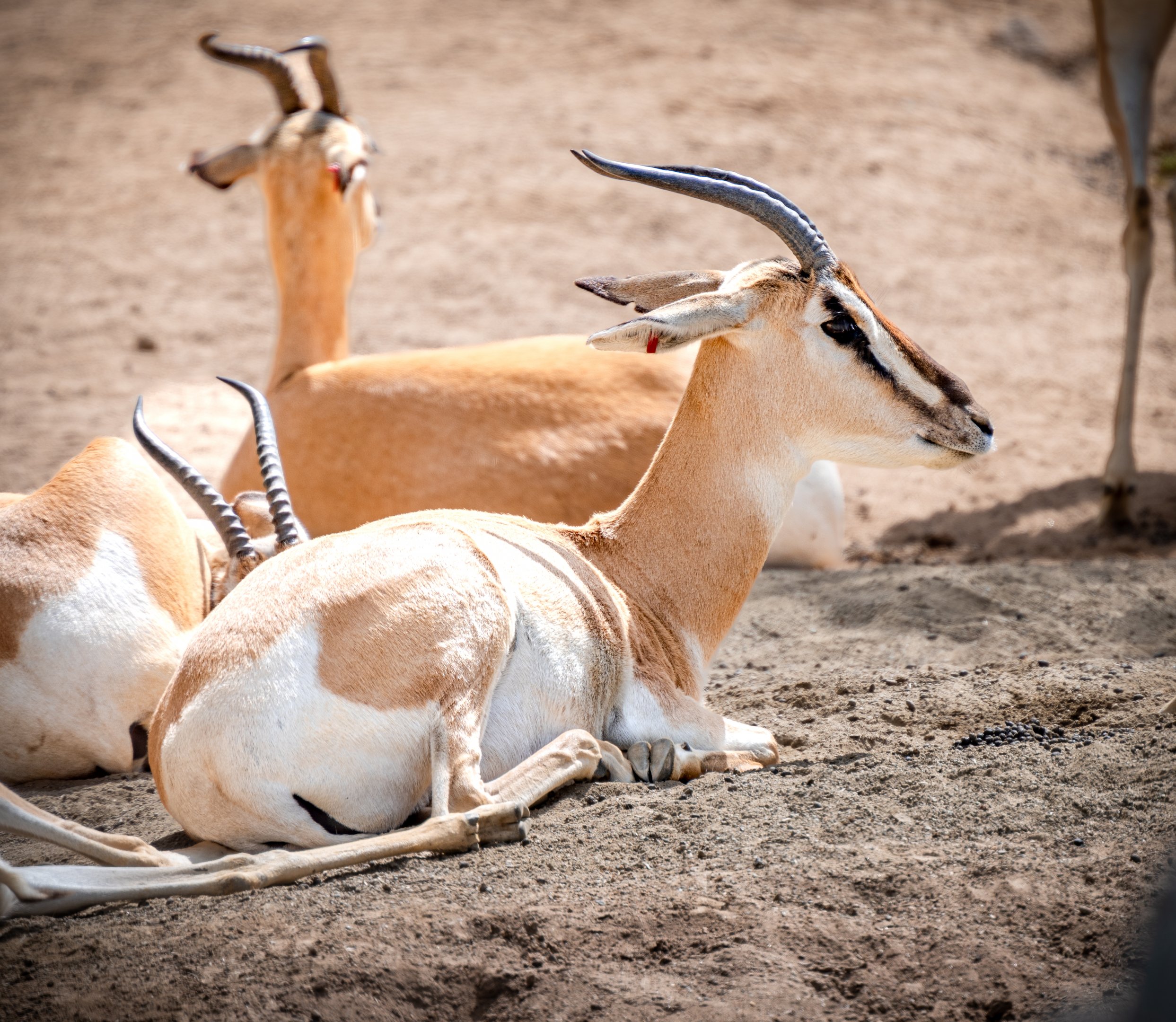 Soemmering’s Gazelle