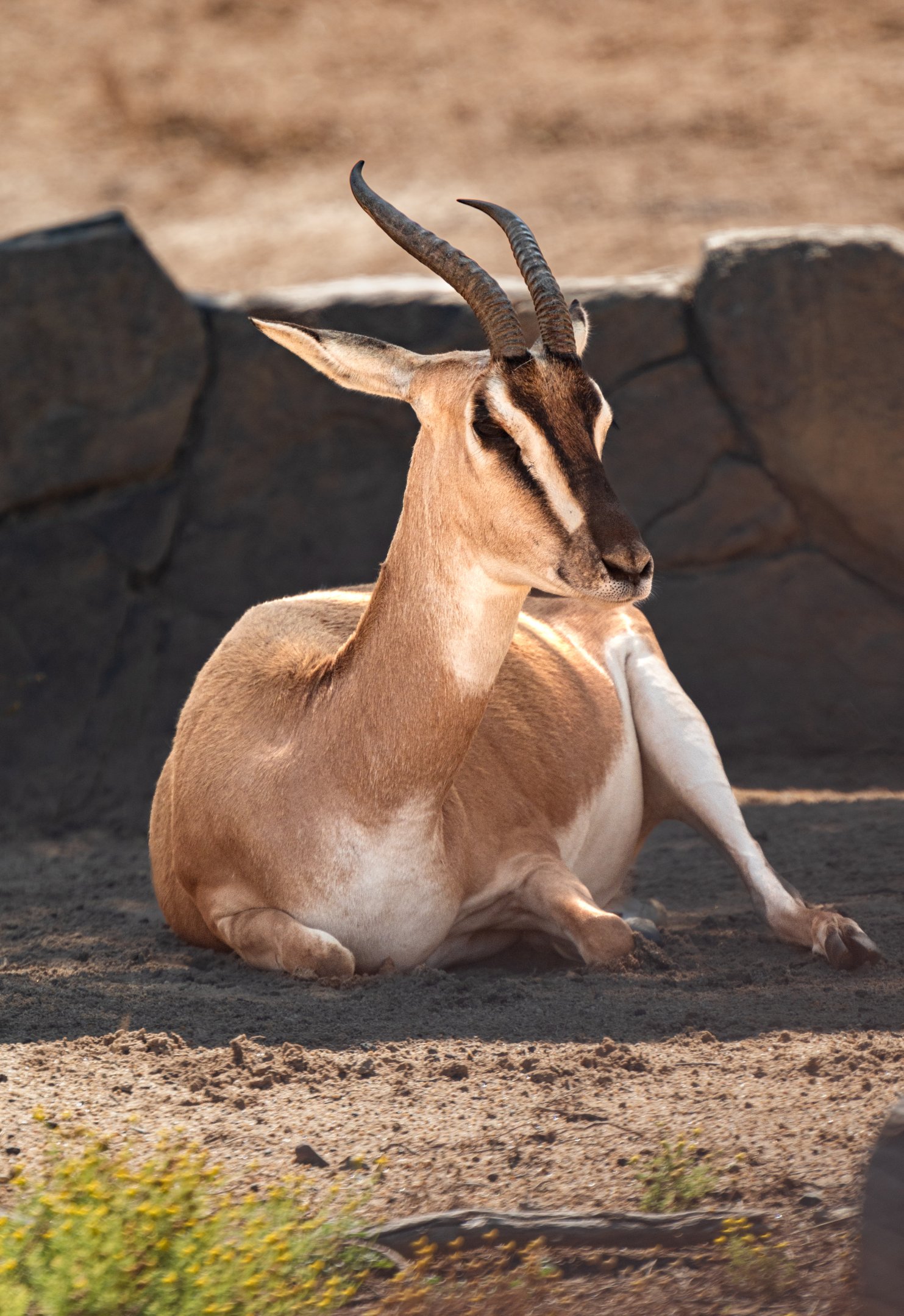 Soemmering’s Gazelle
