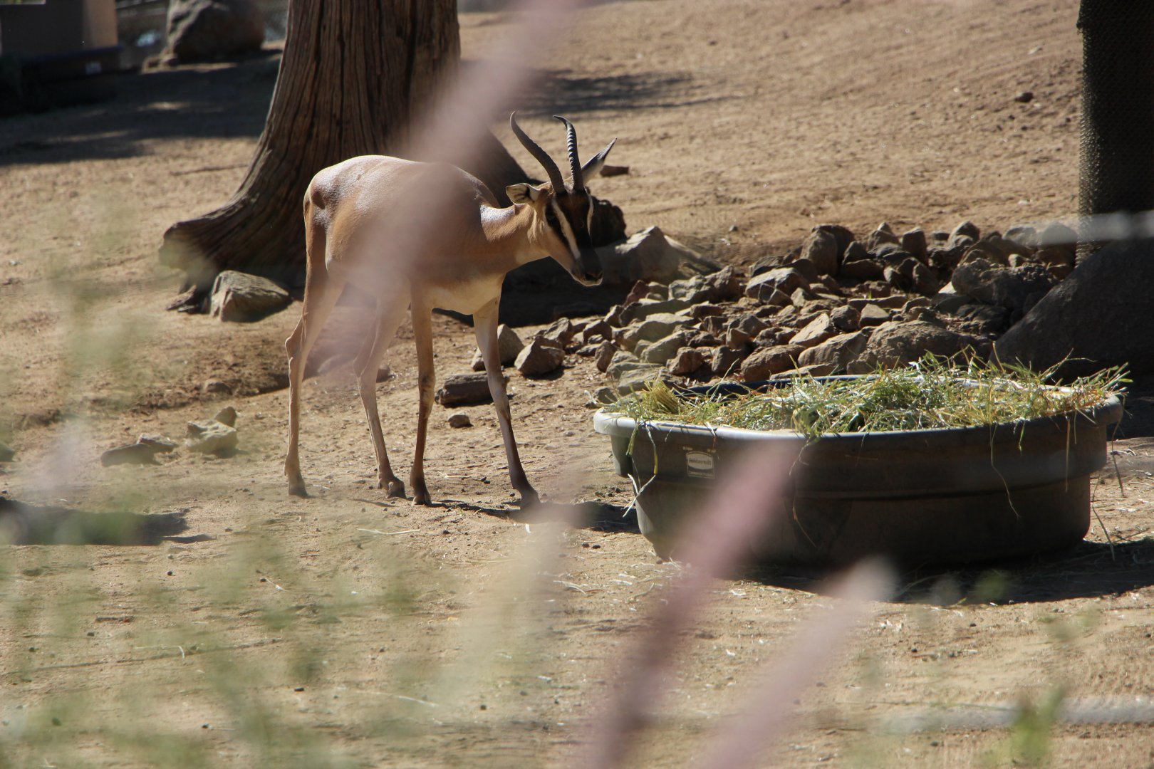 Soemmering’s Gazelle