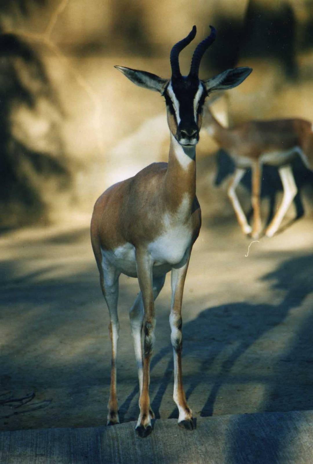 Soemmering's Gazelle