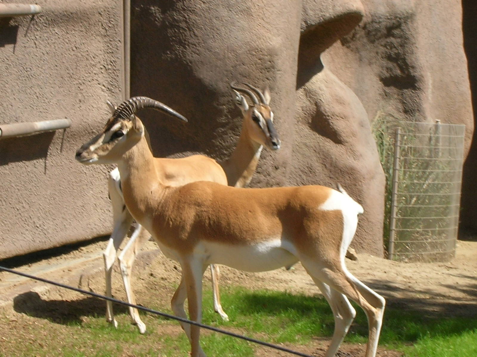 Soemmerring's Gazelle 3-4-09