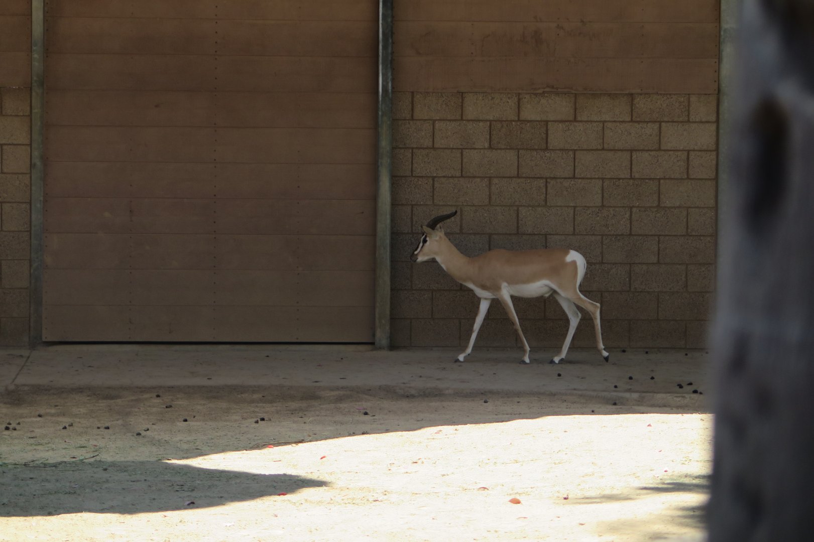 Soemmerring's Gazelle(8/23/2024)