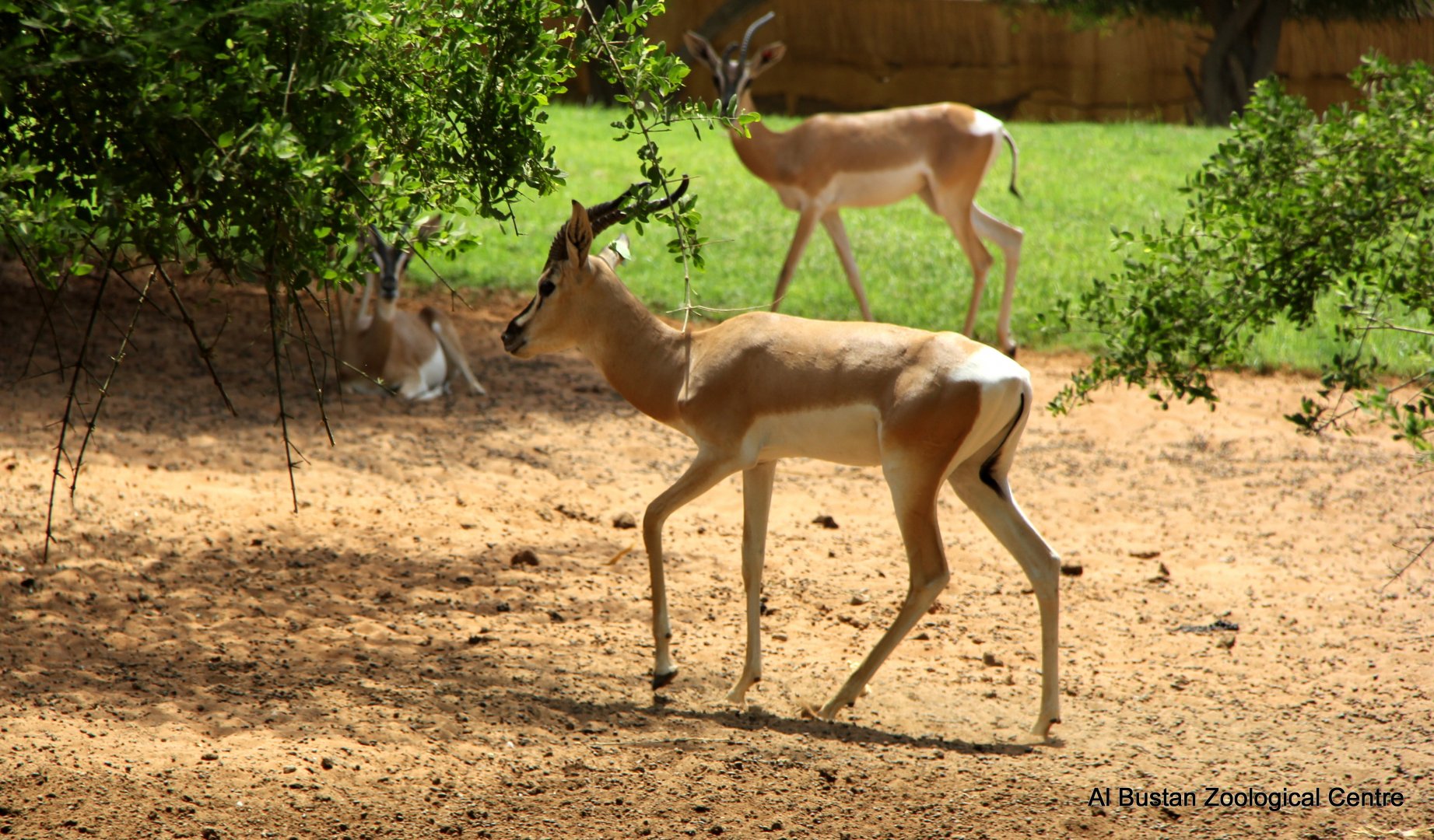 Soemmerring's gazelle (Nanger soemmerringii)