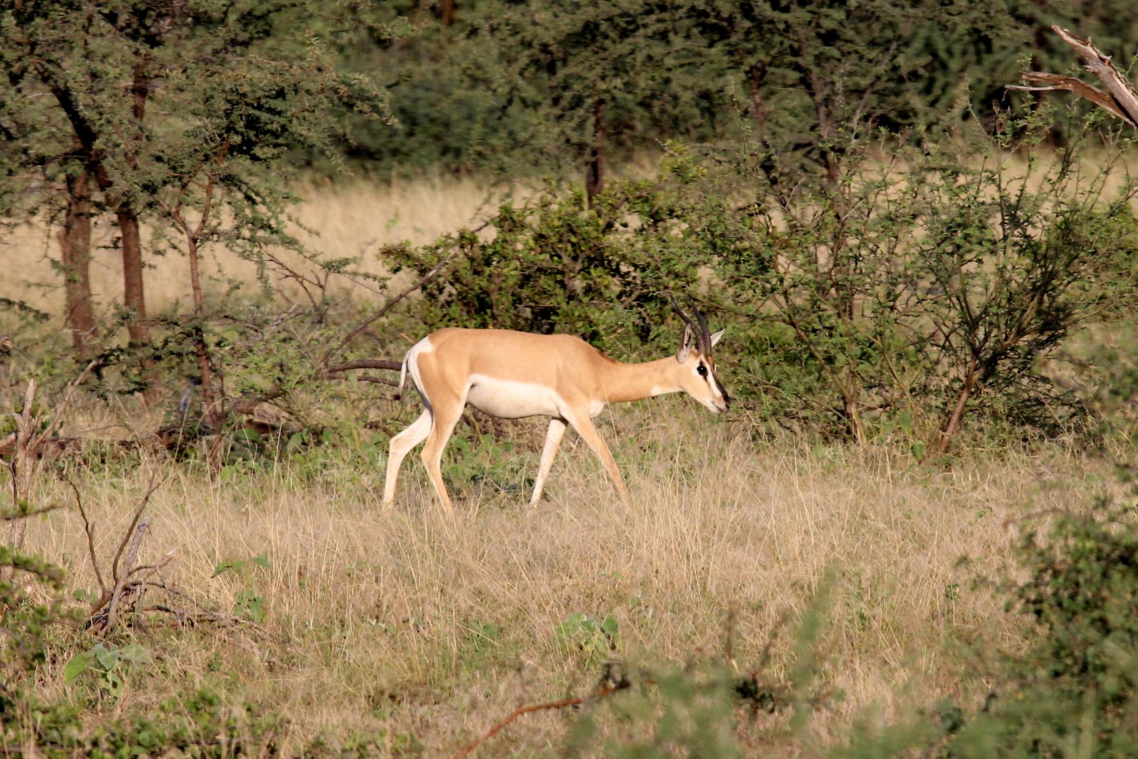 Soemmerring's gazelle (Nanger soemmerringii)