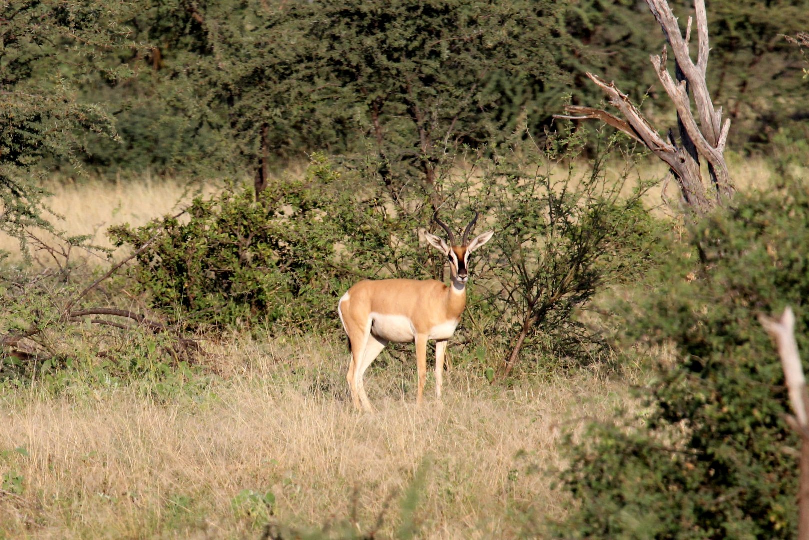 Soemmerring's gazelle (Nanger soemmerringii)