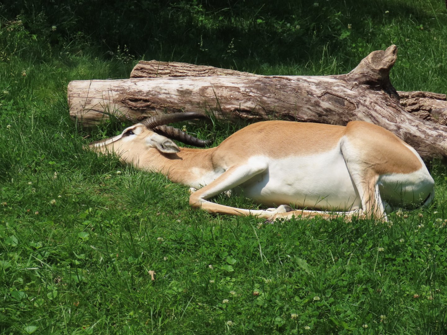 Soemmerring’s Gazelle (Nanger soemmerringii)