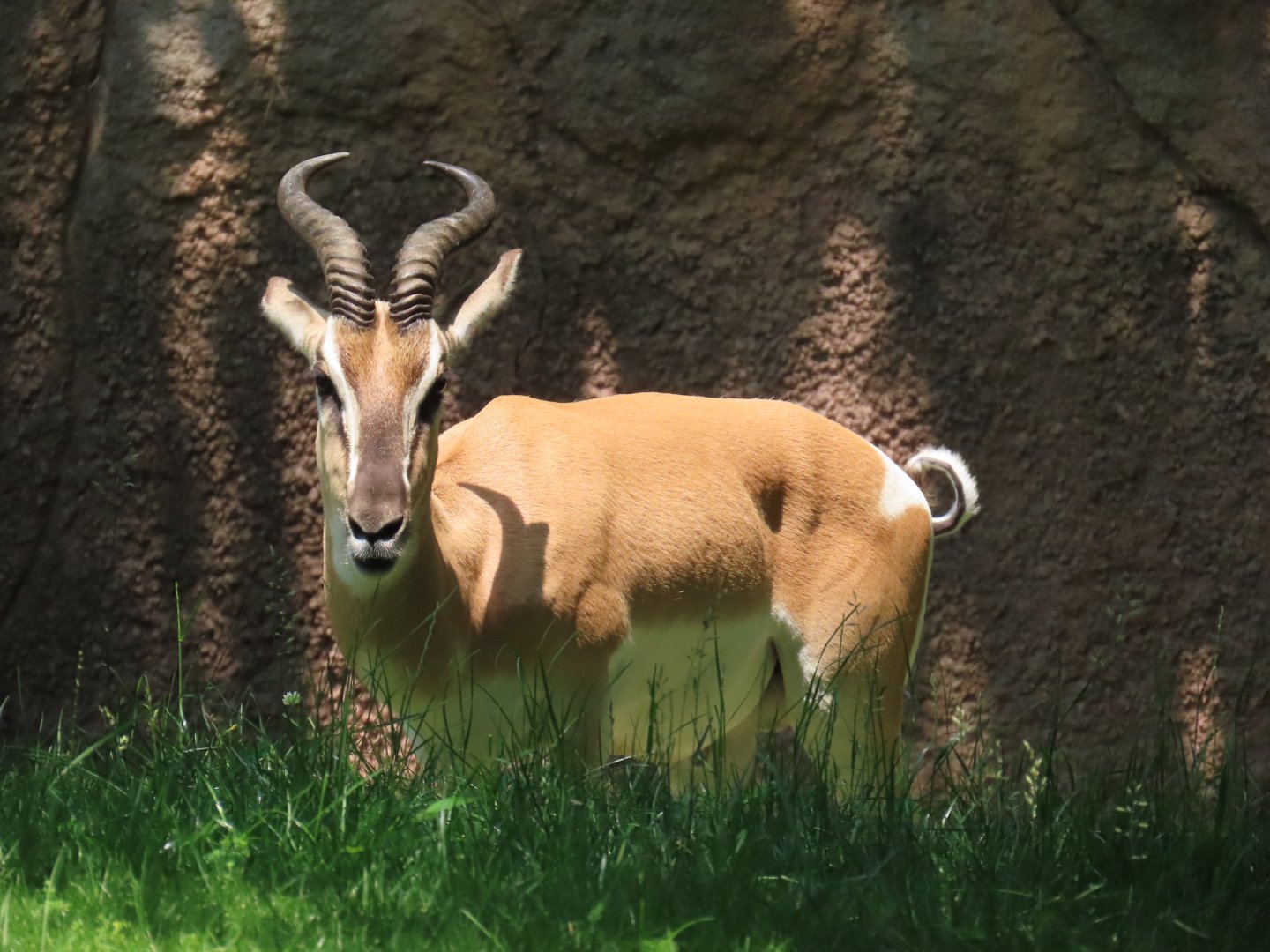Soemmerring’s Gazelle (Nanger soemmerringii)