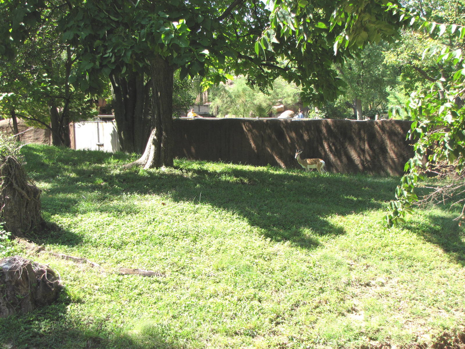 Soemmerrings Gazelle Yard - Red Rocks