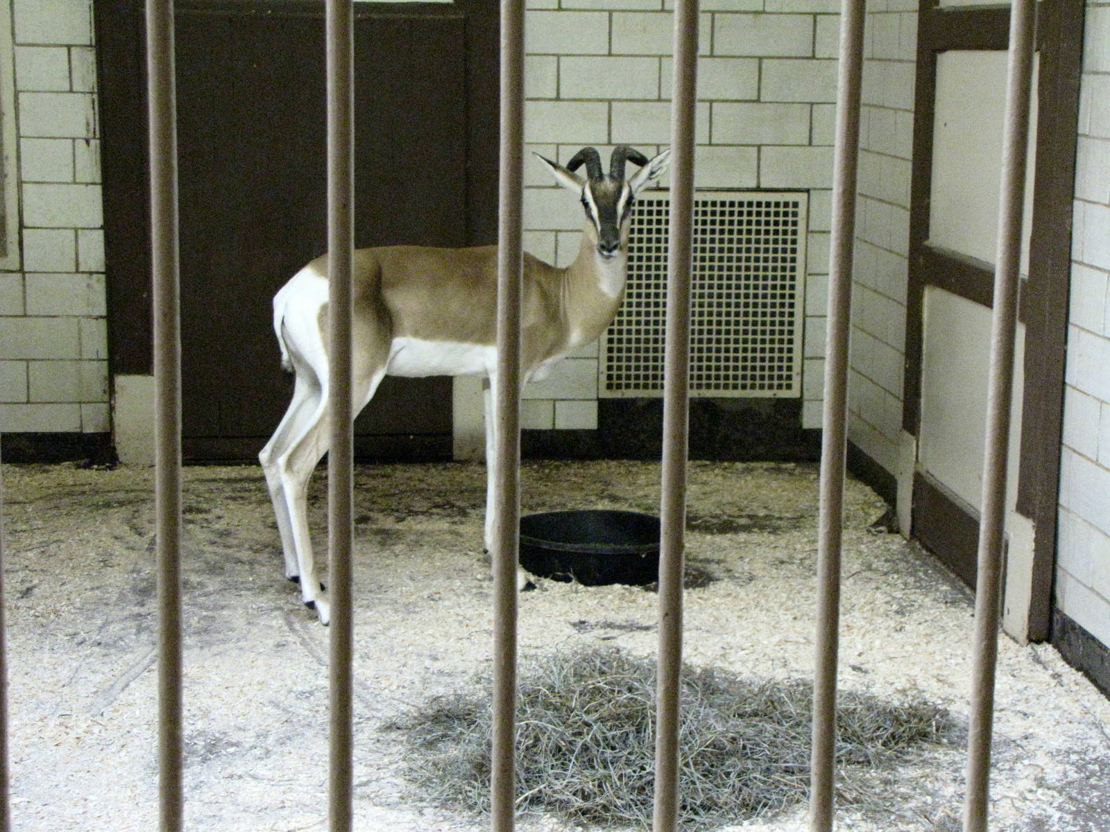 Soemmerrings Gazelle