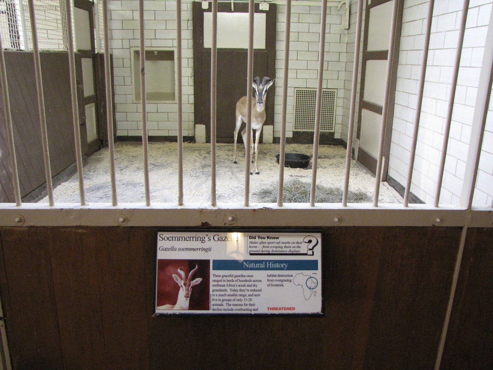 Soemmerrings Gazelle