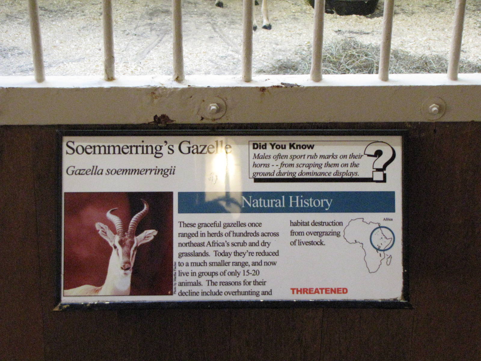 Soemmerrings Gazelle