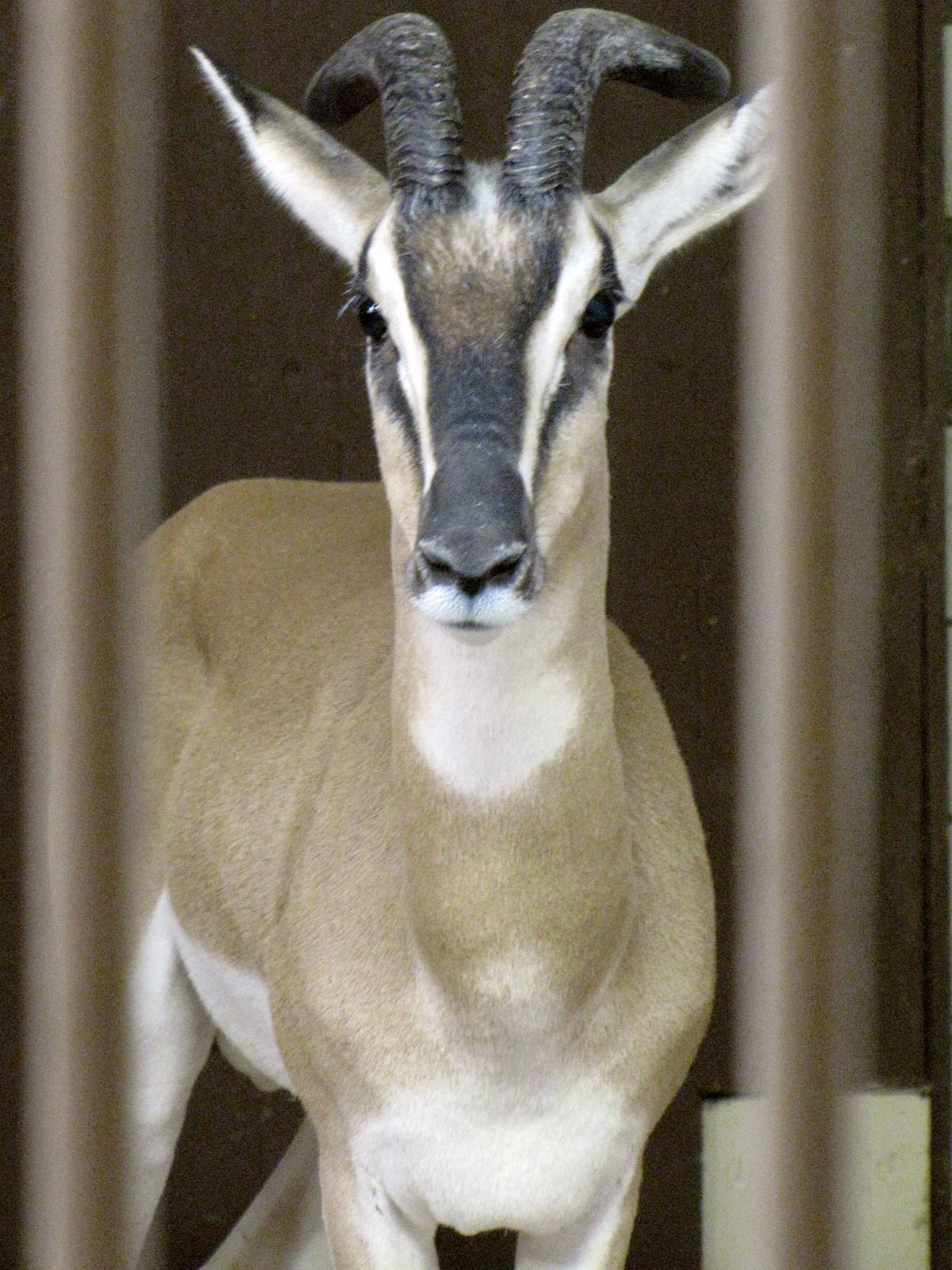 Soemmerrings Gazelle