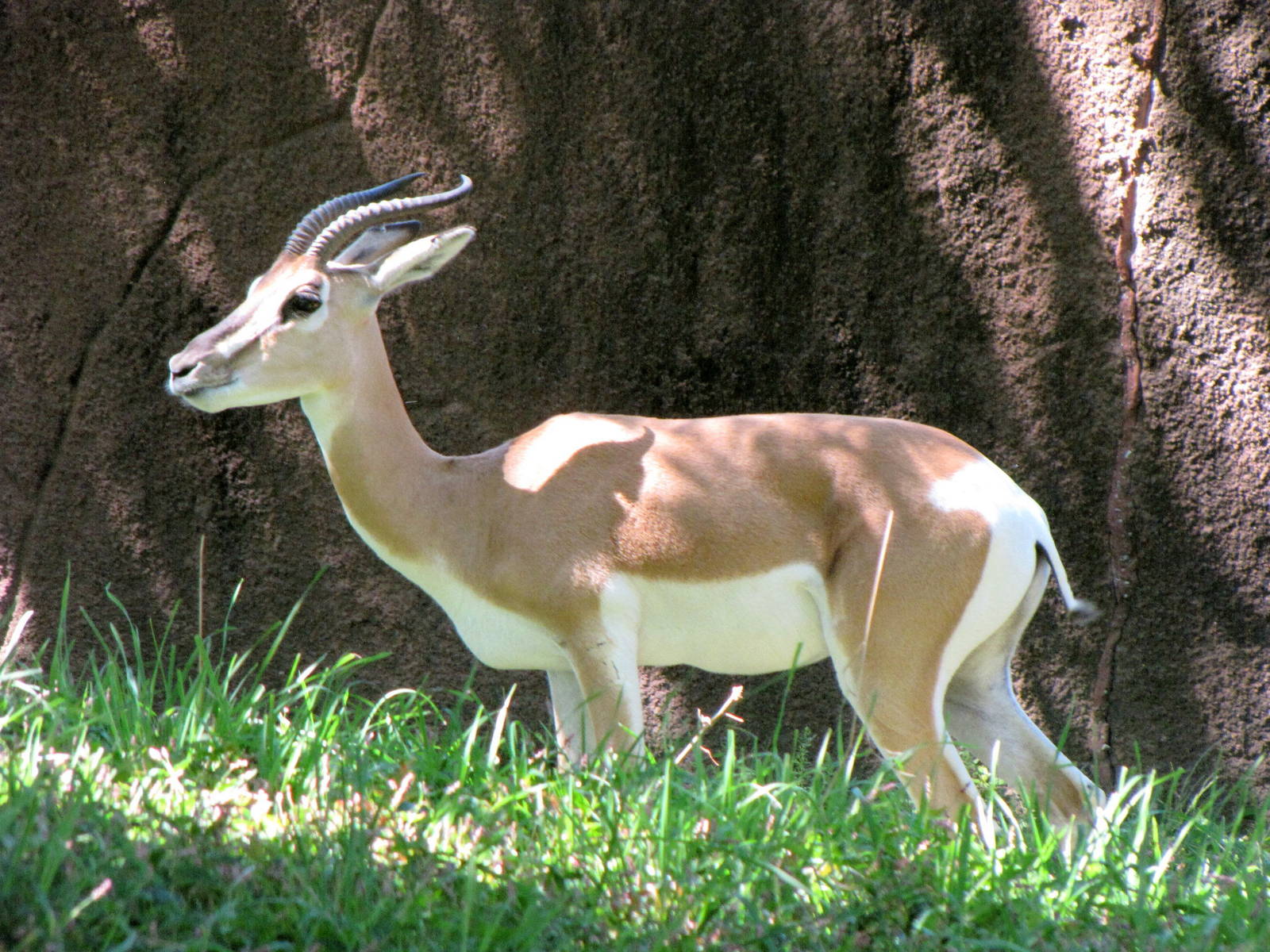 Soemmerrings Gazelle