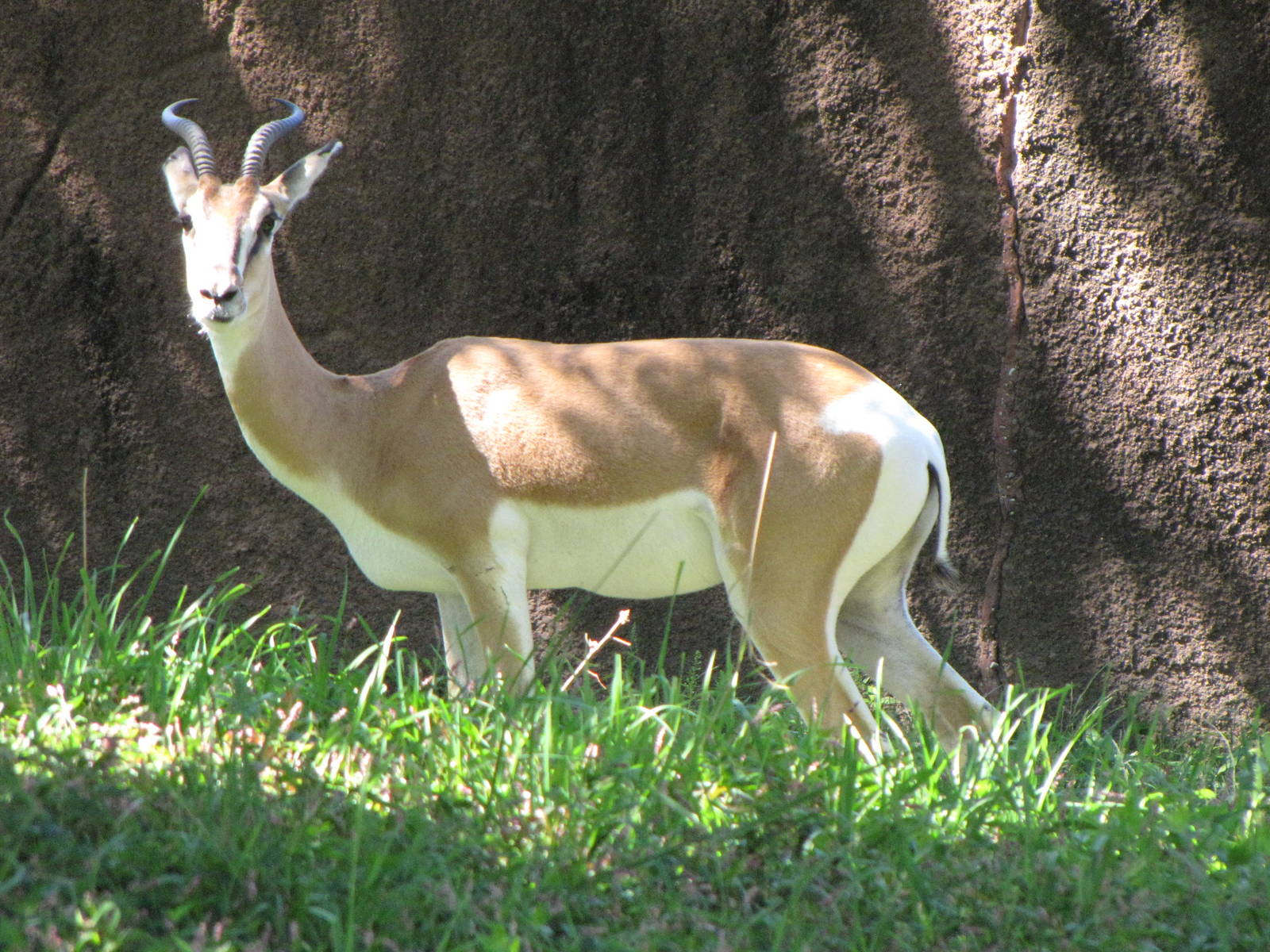Soemmerrings Gazelle