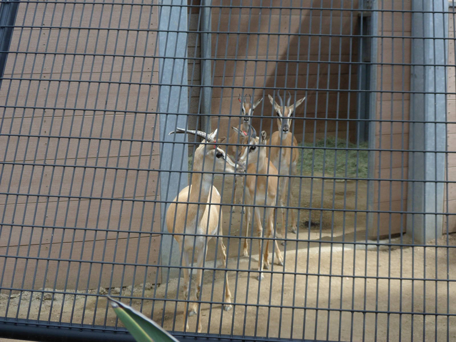 Soemmerring's Gazelle