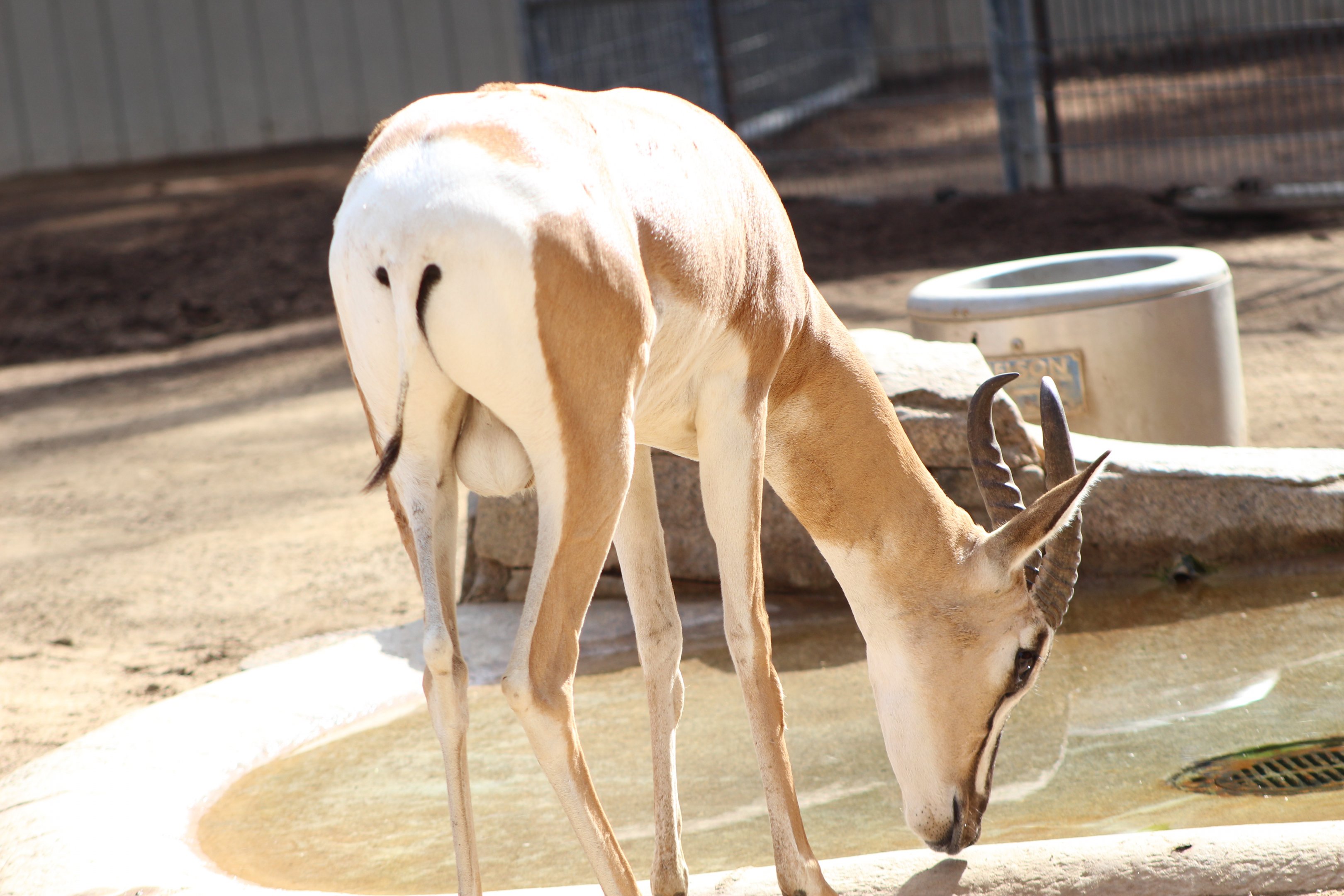Soemmerring's Gazelle
