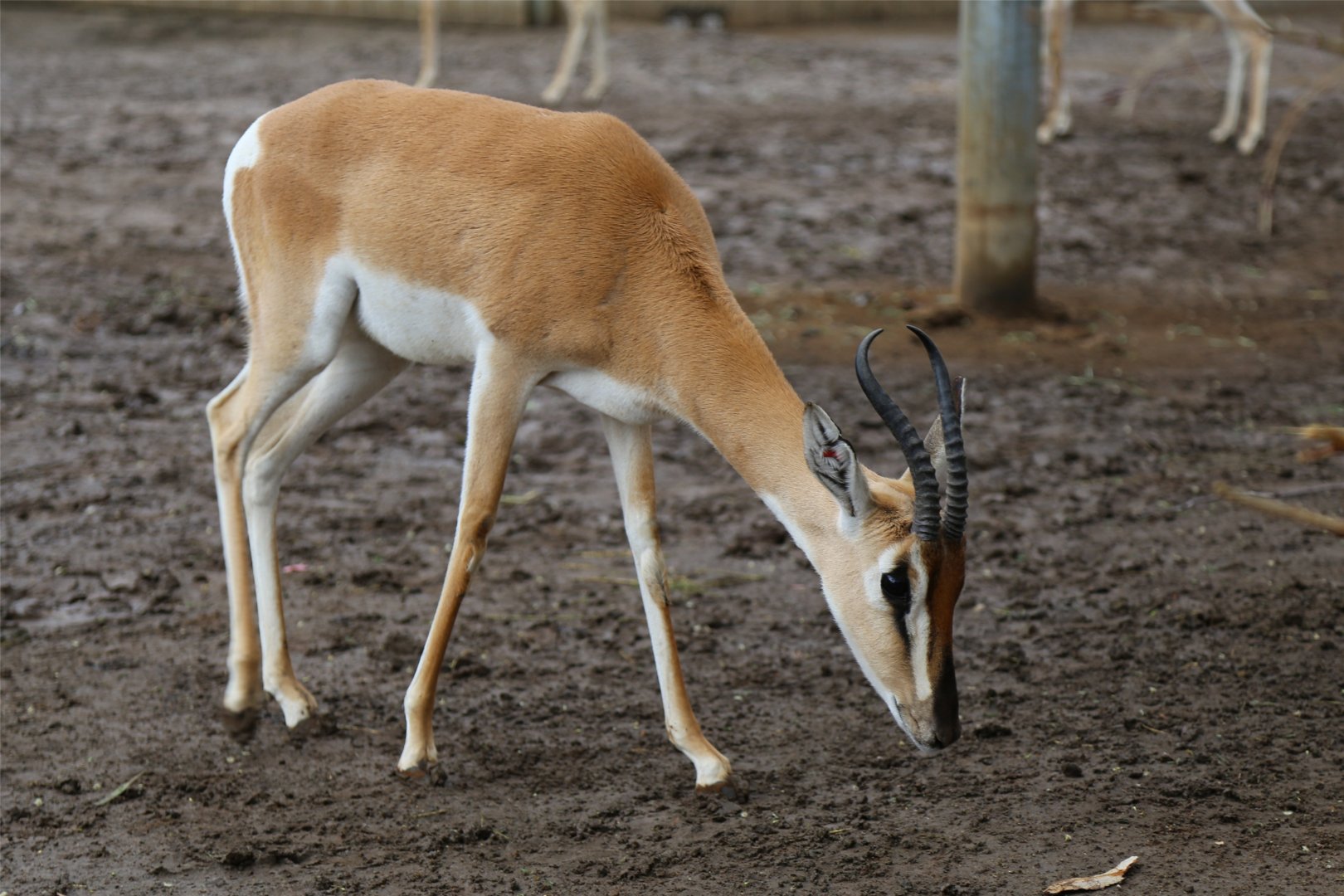 Soemmerring's gazelle