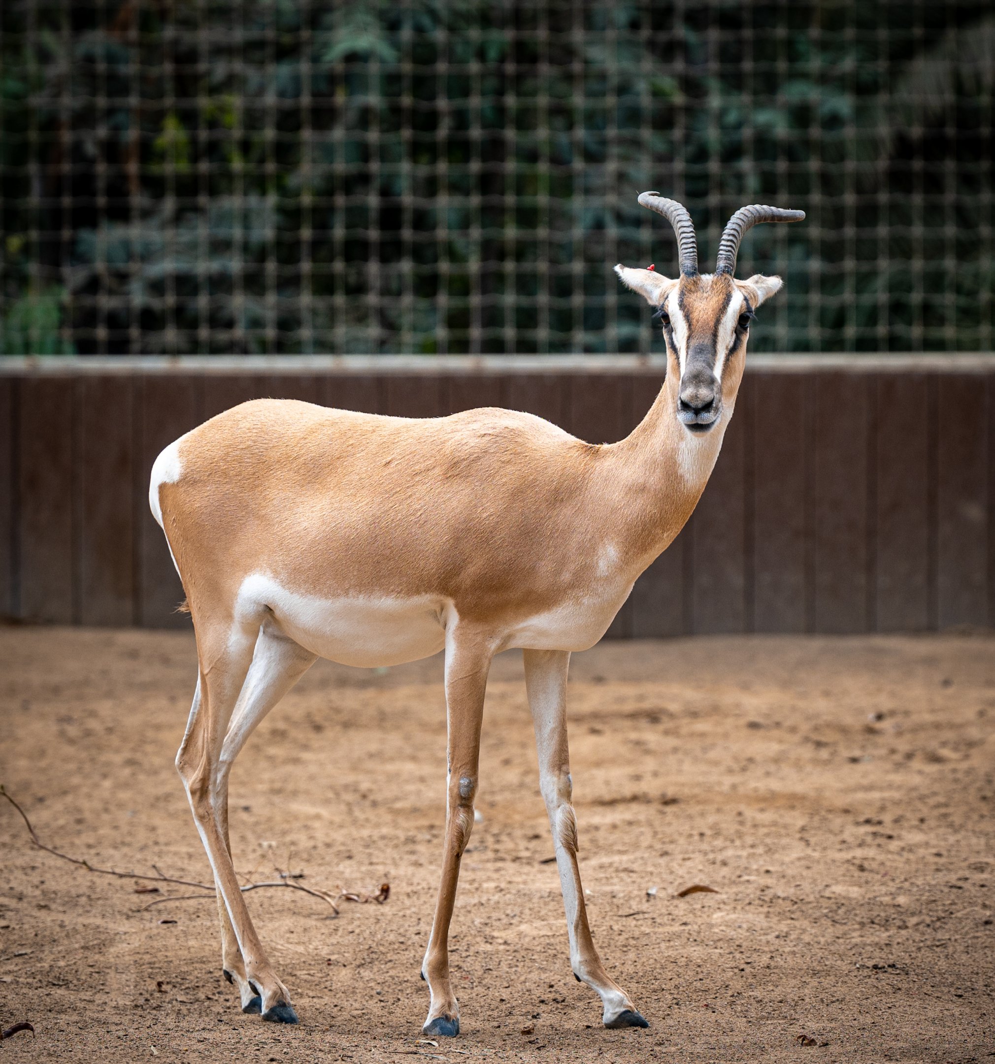 Soemmerring’s Gazelle