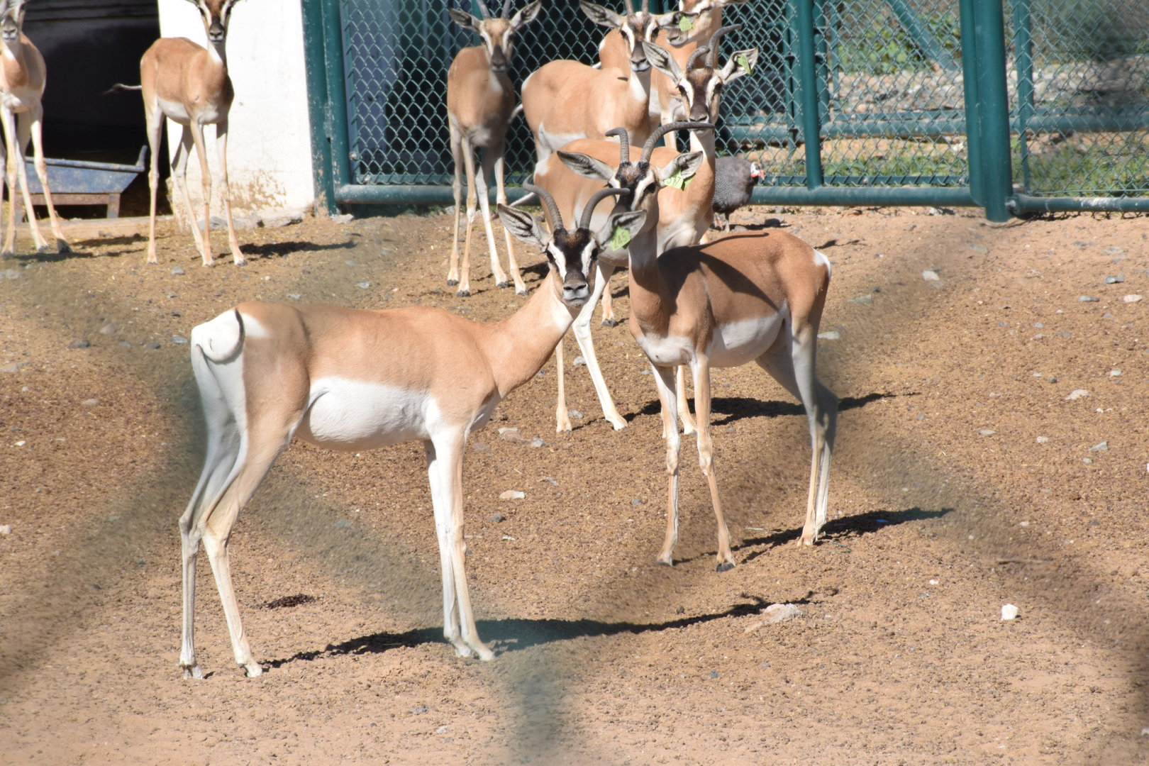 Soemmerring's Gazelle